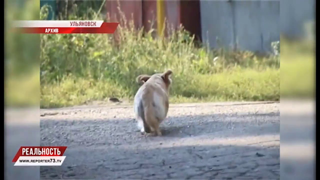 УБИЙЦАМ СОБАКИ ГРОЗИТ СРОК