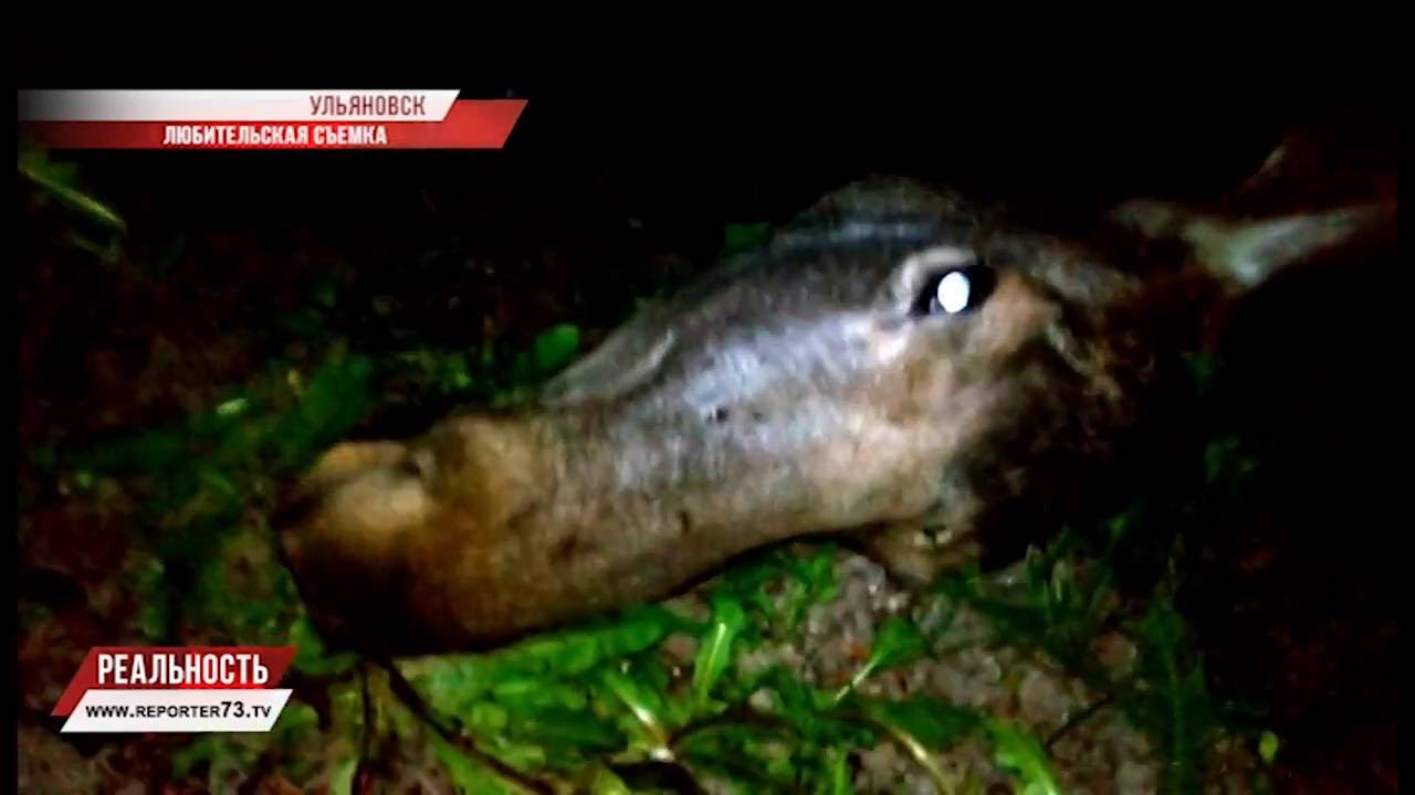 ВЫШЕЛ К ЛЮДЯМ И ПОГИБ…