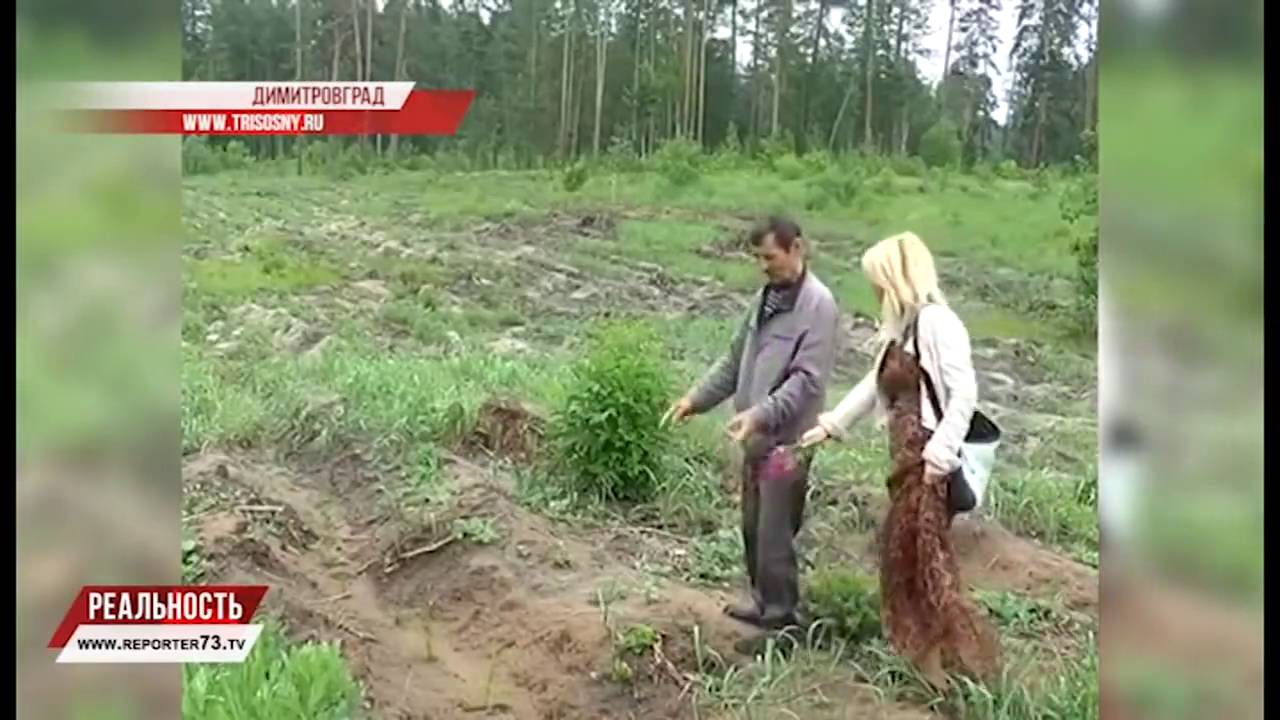 АВАРИИ, ВОСПРОИЗВОДСТВО ЛЕСА, ЕГЭ — БЛИЦ-НОВОСТИ