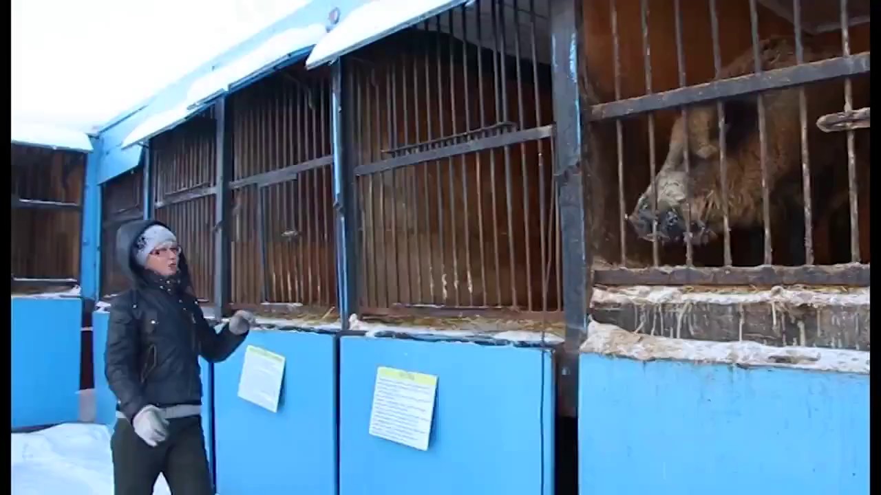 ПРО ЖИВОТНЫХ И ЛЮДЕЙ