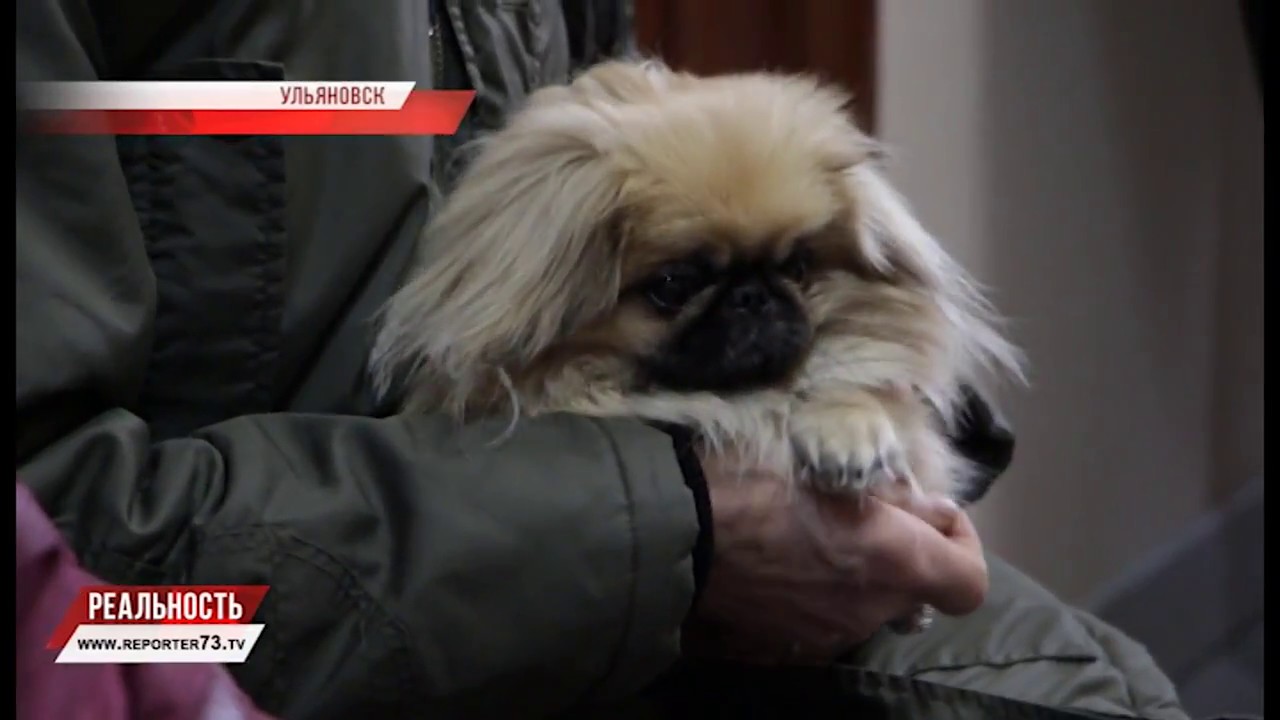ЗООПОЛИТИКА С ЧЕЛОВЕЧЕСКИМ ЛИЦОМ