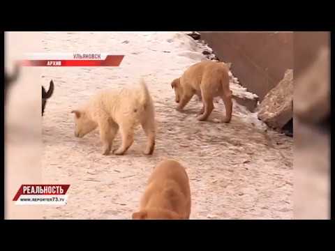 ЗУБАСТЫЙ ТЕРРОР