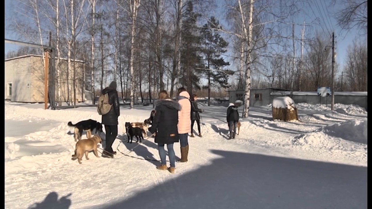 РЕПОРТАЖ. «ЛАПА ПОМОЩИ» В ГОД ДОБРЫХ ДЕЛ.