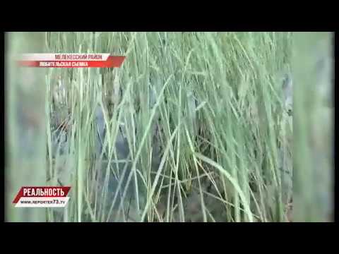 МУЛЛОВКА. РАЗВИТИЕ СИТУАЦИИ. РЕЗУЛЬТАТЫ ПРОБ