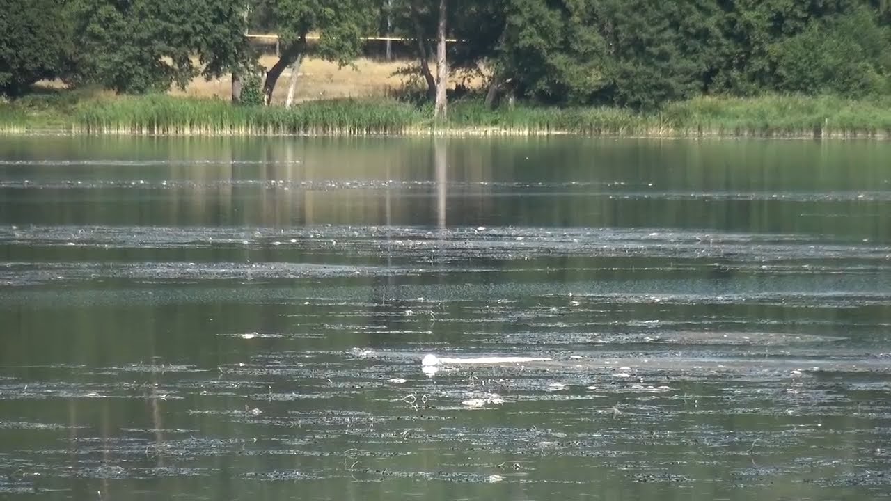 МУЛЛОВСКИЕ ПРУДЫ ЗАСЫПАЛИ ИЗВЕСТЬЮ