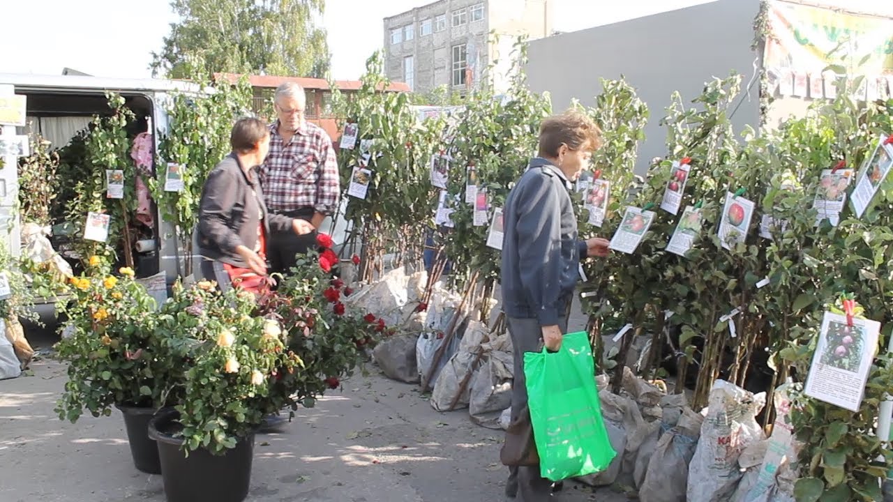 ДТП, БУКМЕКЕРЫ, НЕЛЕГАЛЬНЫЕ САЖЕНЦЫ