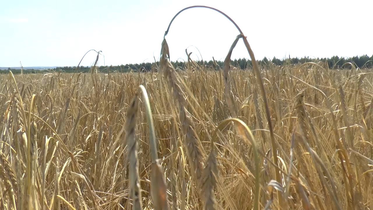 ПОЛЕ, НЕБО, БИЗНЕС, СКОРОСТЬ