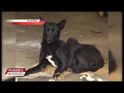 СТРИГУЩИЙ ЛИШАЙ, ЗИМНИЕ ЗАБАВЫ, ОТКРЫТИЕ ВОКЗАЛА