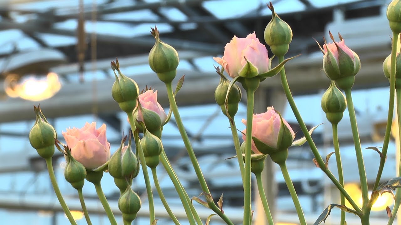 79 ТЫСЯЧ ЦВЕТОВ НА 8 МАРТА