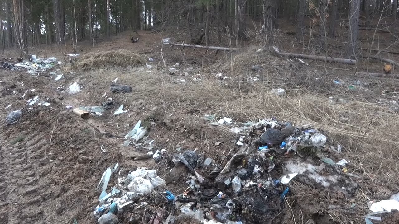 ВОССТАНАВЛИВАЮТ ЛЕС В ДИМИТРОВГРАДЕ