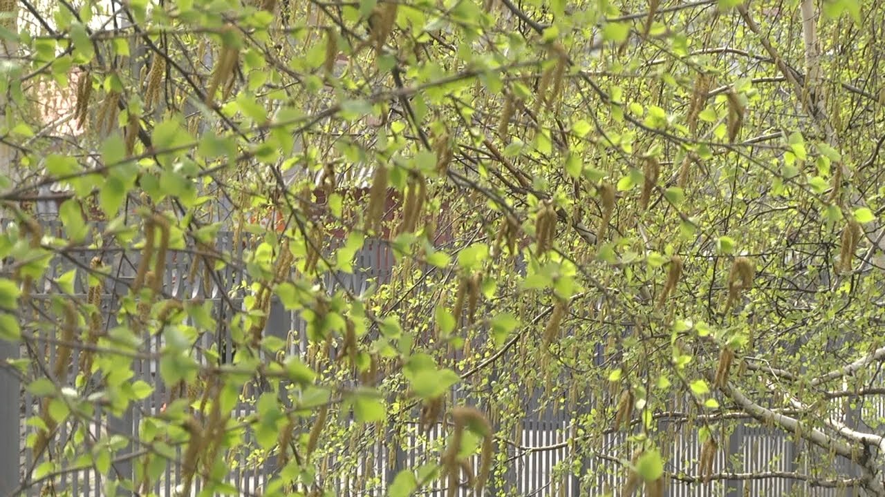 ЭПИДЕМИЯ АЛЛЕРГИИ. В ГРУППЕ РИСКА ВСЕ