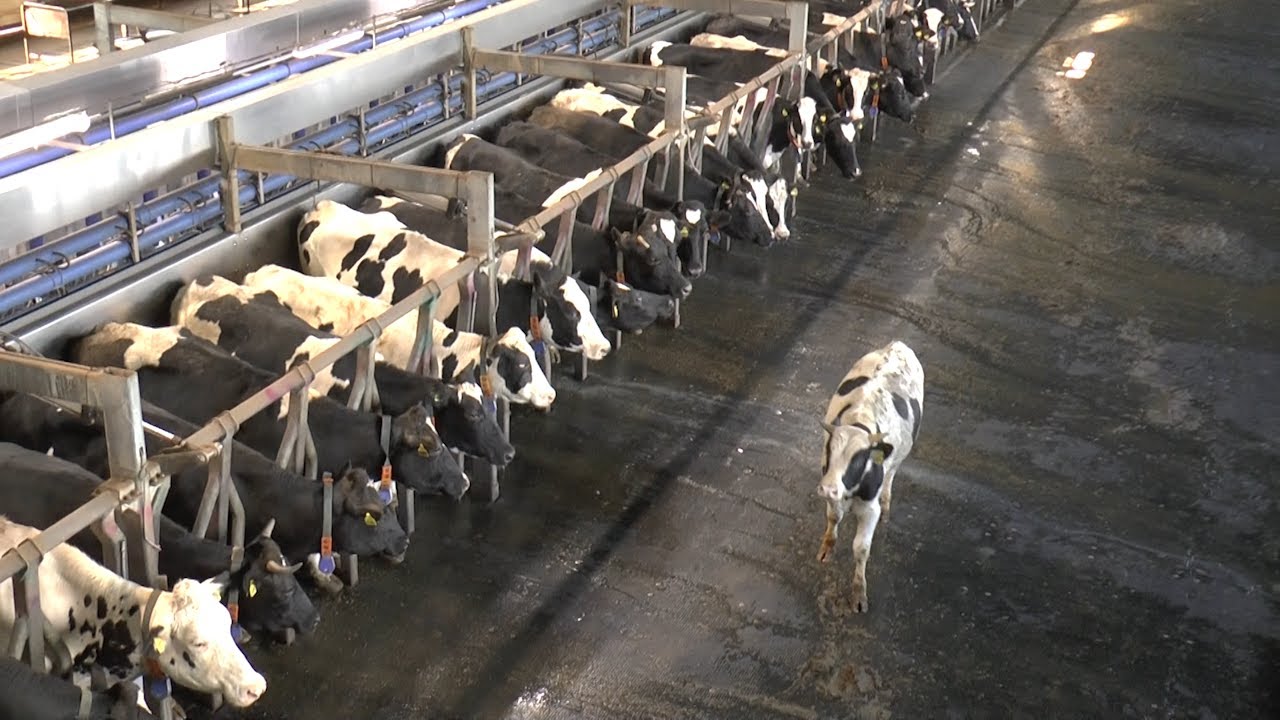 «А МНОГО ЛЬ КОРОВА ДАЁТ МОЛОКА?» — НА МЕГАФЕРМЕ ПОПОЛНЕНИЕ