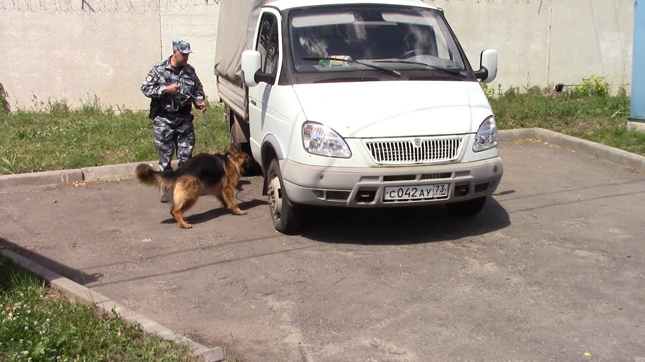 ЛУЧШИЙ НЮХ: СОСТЯЗАНИЯ КИНОЛОГИЧЕСКОЙ СЛУЖБЫ