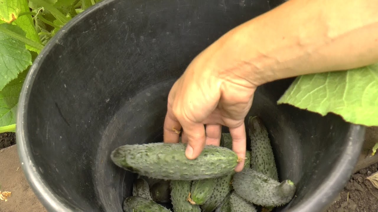 УСПЕШНОЕ «ЗАРЕЧНОЕ»