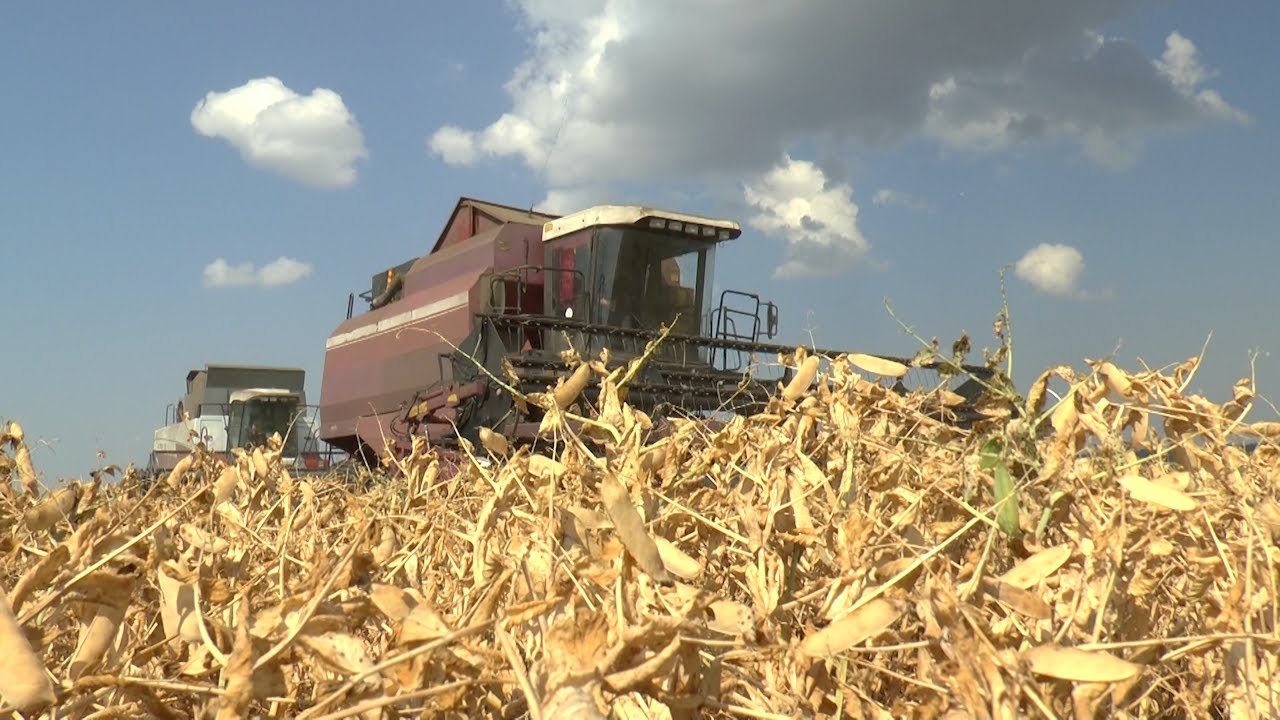 НА ПИКЕ СЕЗОНА. О ПРОМЕЖУТОЧНЫХ ИТОГАХ УБОРКИ УРОЖАЯ