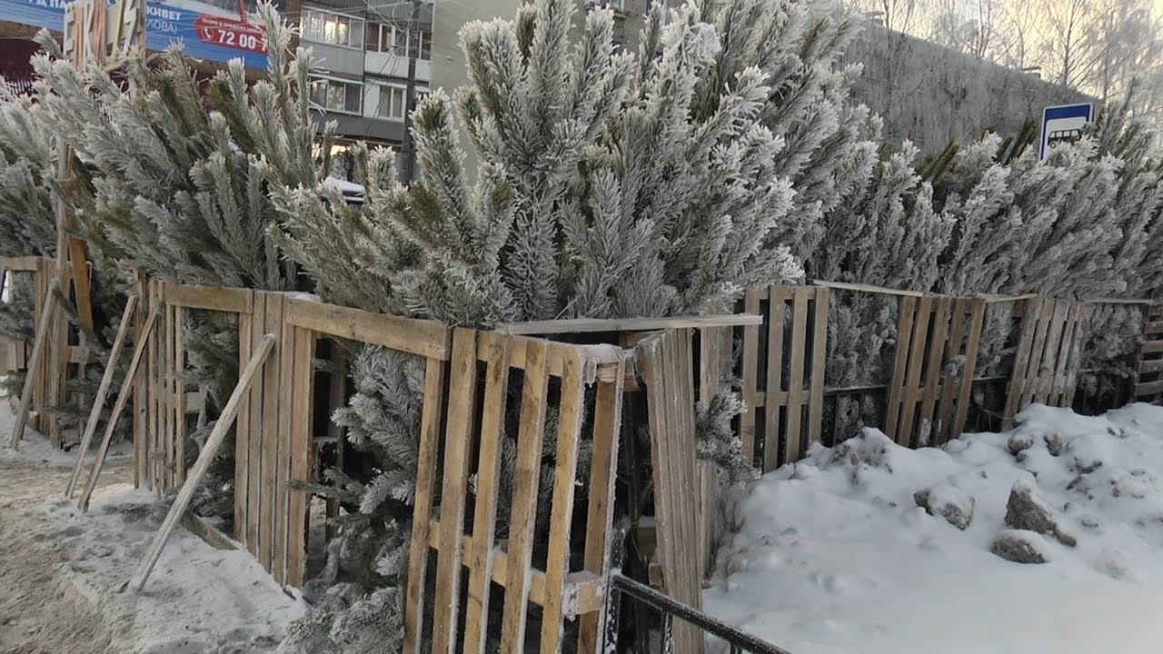 ЕЛОЧНЫЙ БАЗАР: КАК ПРАВИЛЬНО ВЫБИРАТЬ ЗЕЛЁНУЮ КРАСАВИЦУ