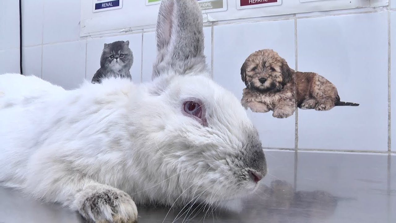 ОБЯЗАТЕЛЬНАЯ РЕГИСТРАЦИЯ ЖИВОТНЫХ В РОССИИ