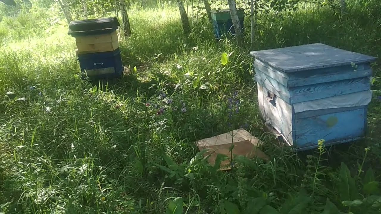 Потери пчеловодов компенсируют из бюджета