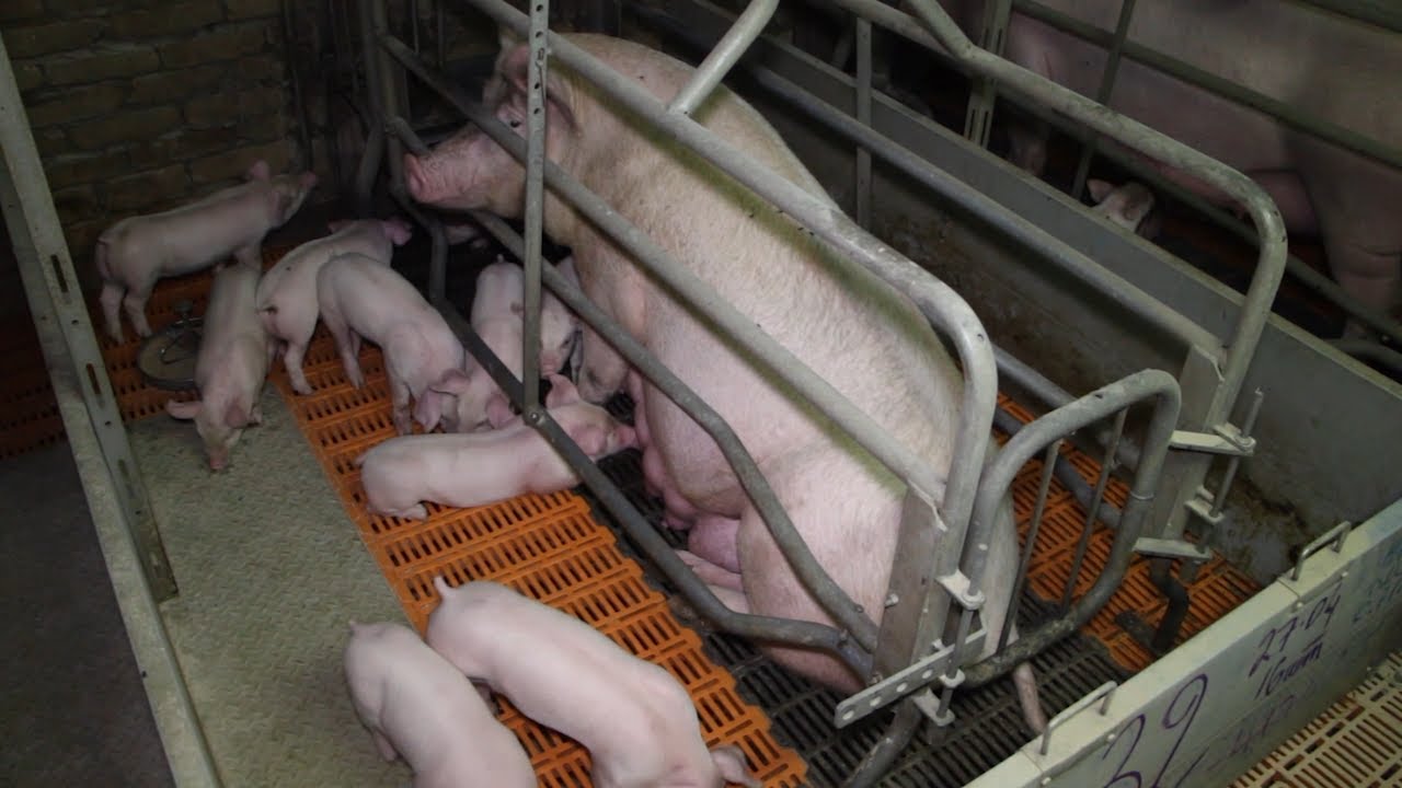 Африканская чума остаётся в Ульяновской области