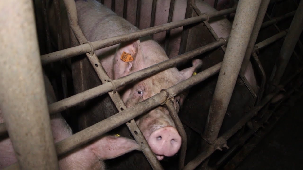 Чума свиней в Ульяновской области. Итоги недели