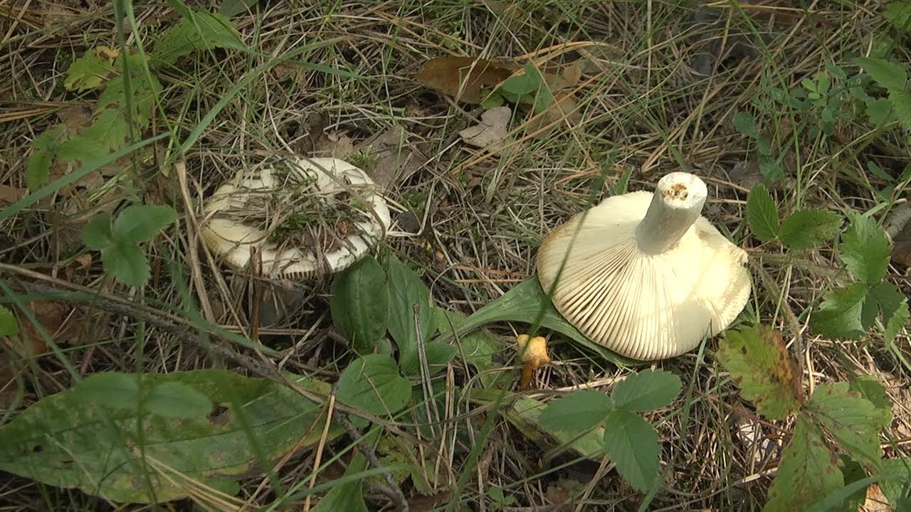 Собрать, съесть, остаться в живых. В поисках съедобного