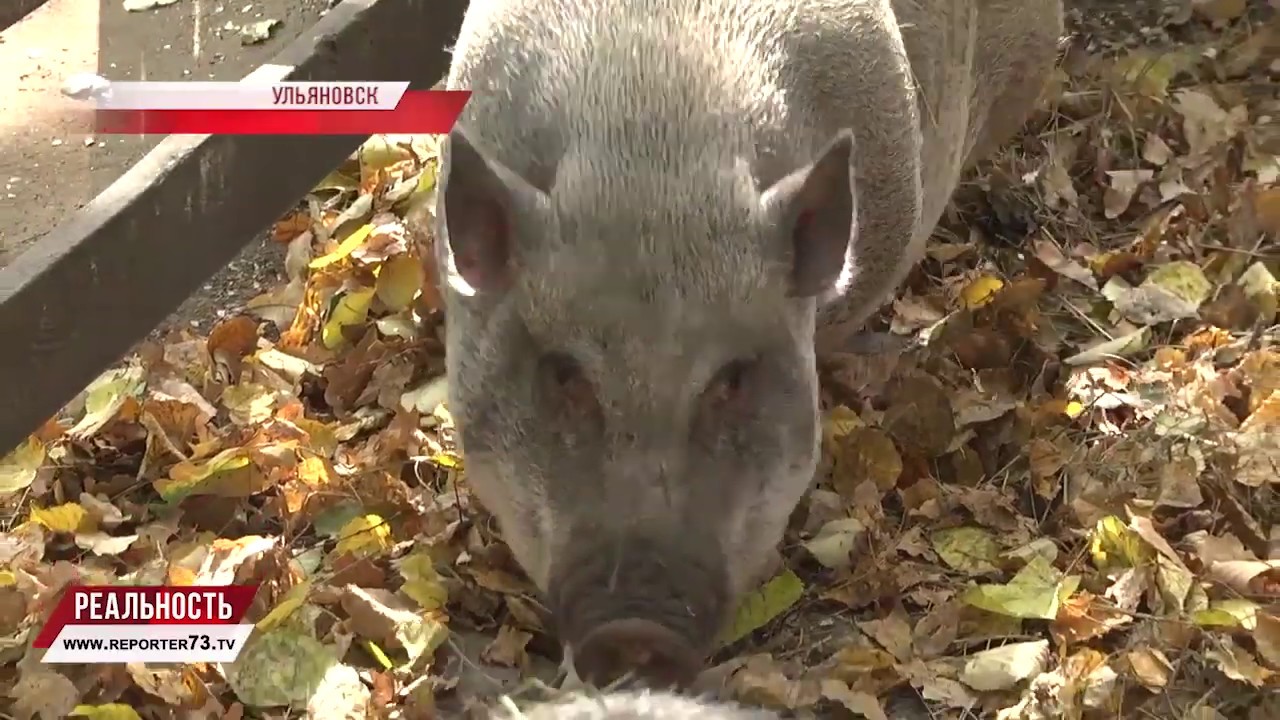 Что не так с контактными зоопарками?