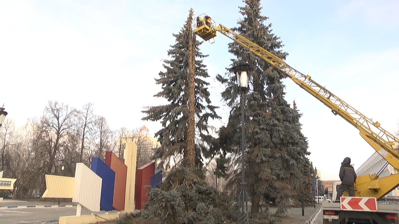 Улица еловая волгоград. Спил голубых елей Пермь. Голубые ели Волгоград.