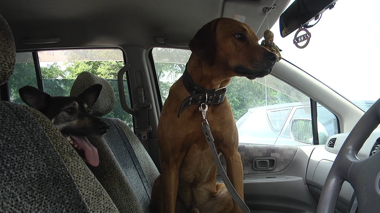 Без возможности выйти. Четвероногие узники машин