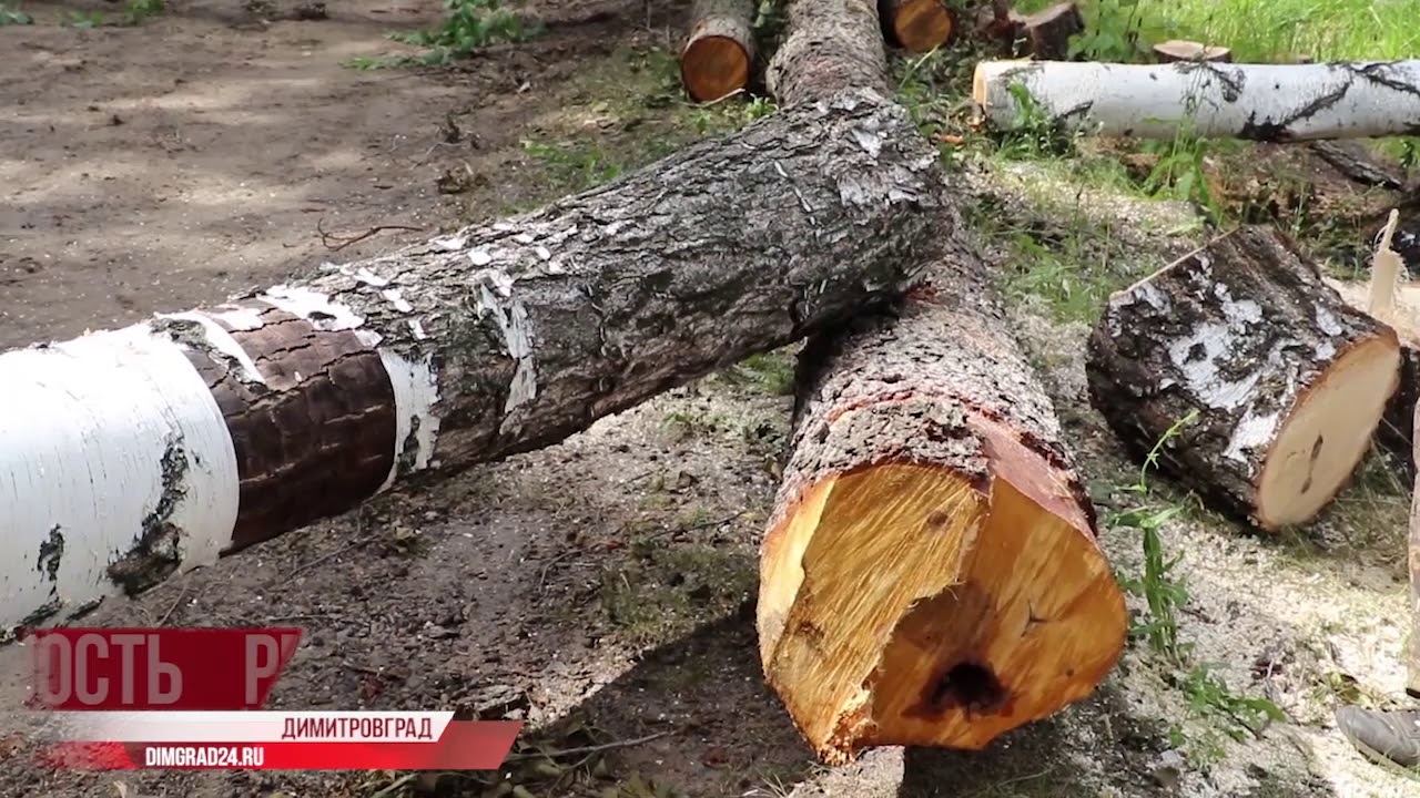Вырубка деревьев в Димитровграде