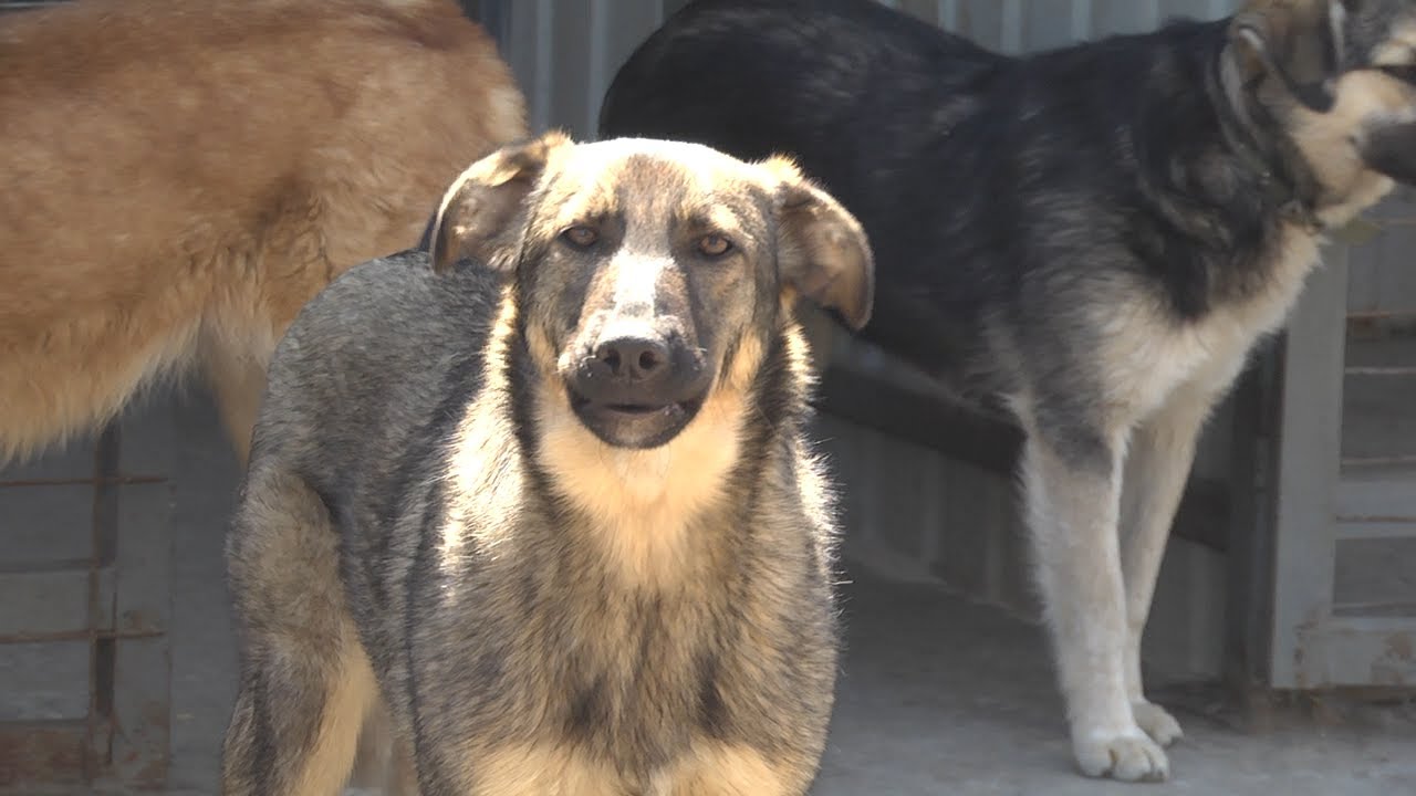 Учёт домашних питомцев и мониторинг бездомных: комфортная судьба животных или безопасность людей?