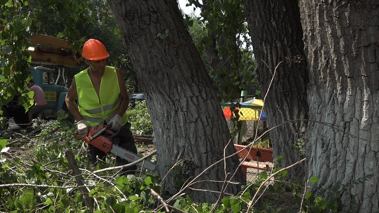 Обрезка и снос. В Ульяновске спилили 103 аварийных дерева и срезали мелколесье