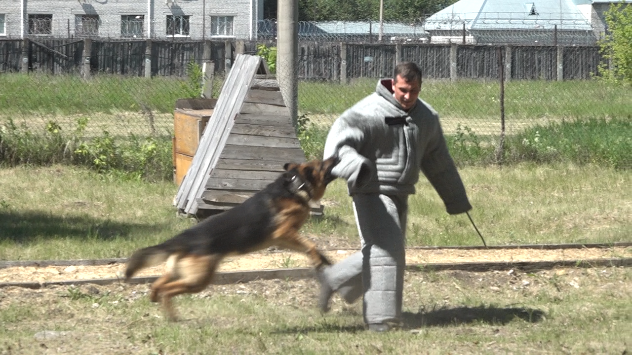 Боевые игры с собаками. В Ульяновске прошли соревнования кинологов УФСИН —  Репортер