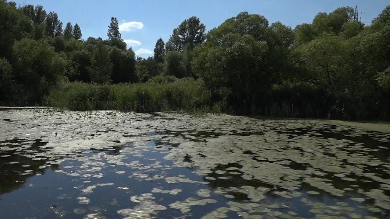 500 голосов ульяновцев «против» учли как один. Что будет с юннаткой и когда ждать обновления Свияги?