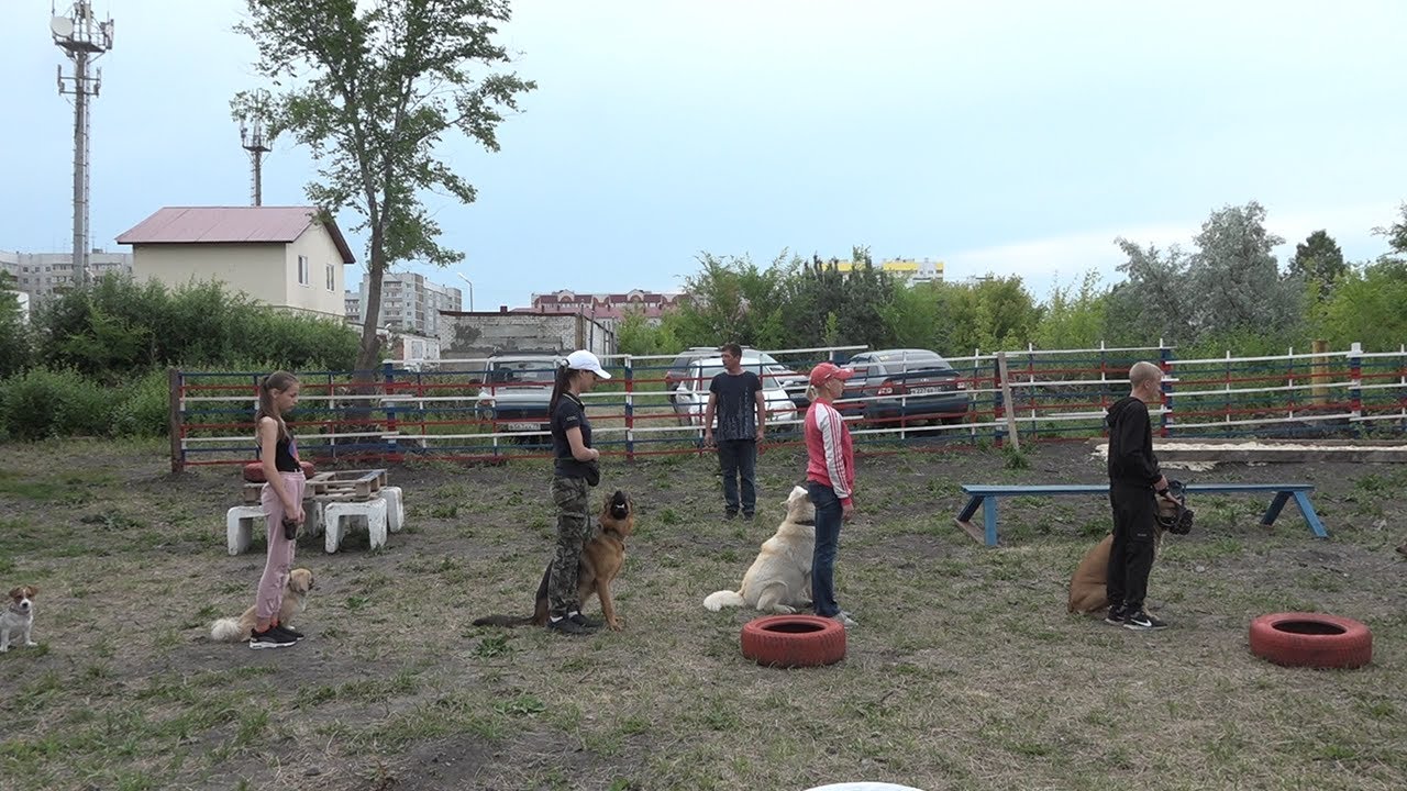 В Ульяновске почти нет специальных площадок для выгула собак. Вопрос решают сами горожане