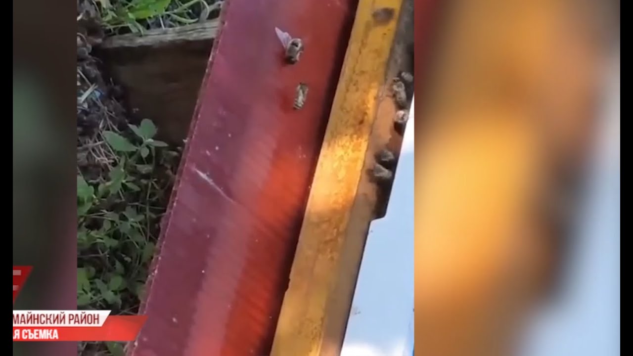 Заморили пчел. В Ульяновской области массово погибли насекомые. Кто виноват?