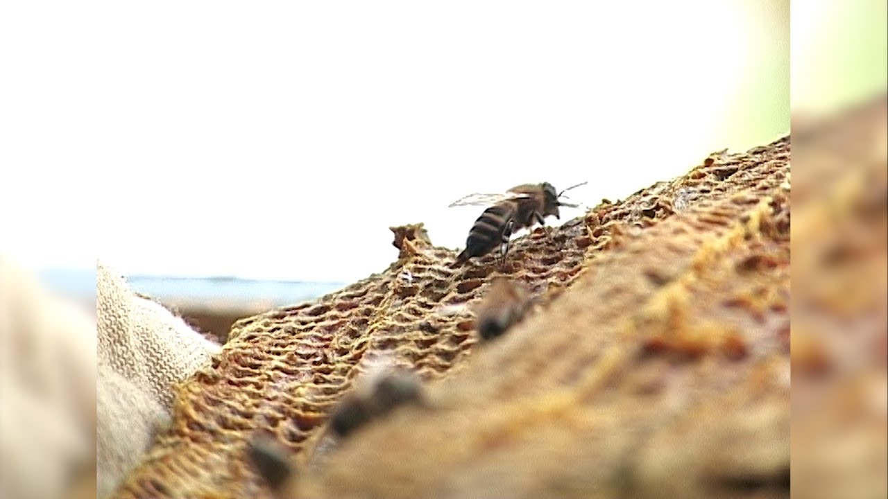 Затихшие ульи. Сообщения о массовой гибели пчел поступают из Цильнинского района