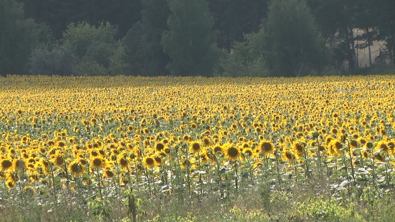 Юбилейное «Движение вверх». Активисты из районов продолжают строить планы на будущее