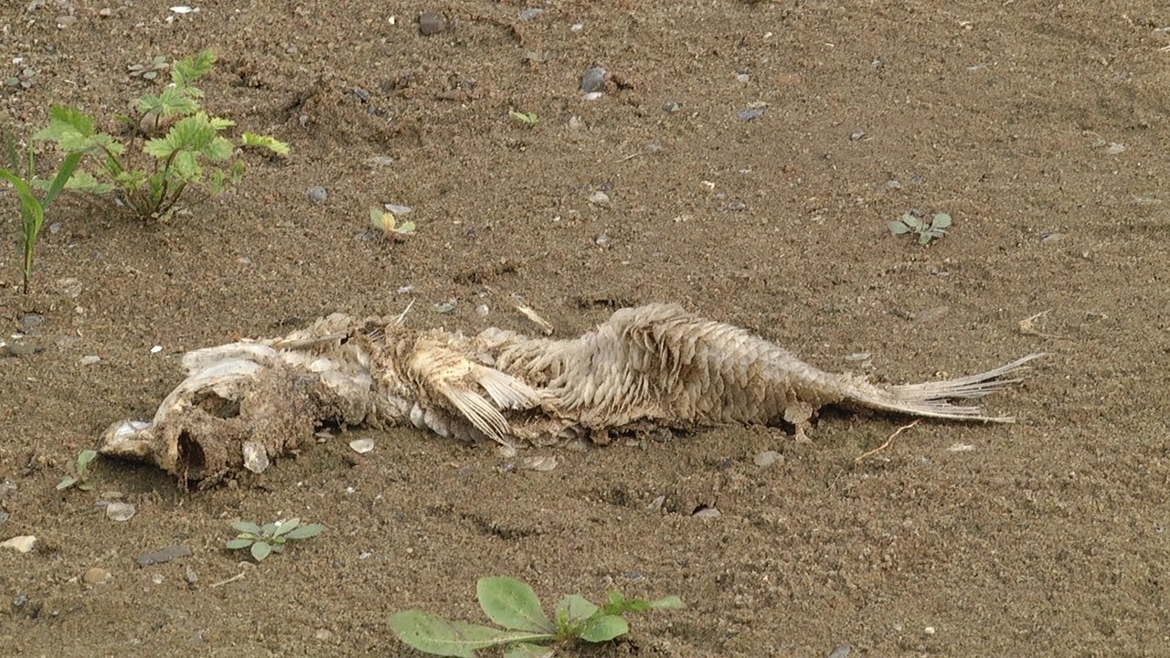 Мертвая рыба у Волги