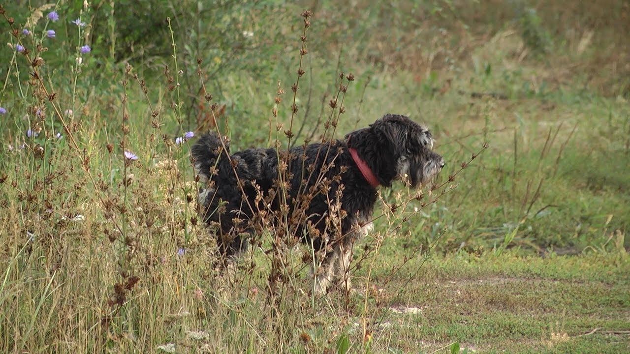 Площадки для собак