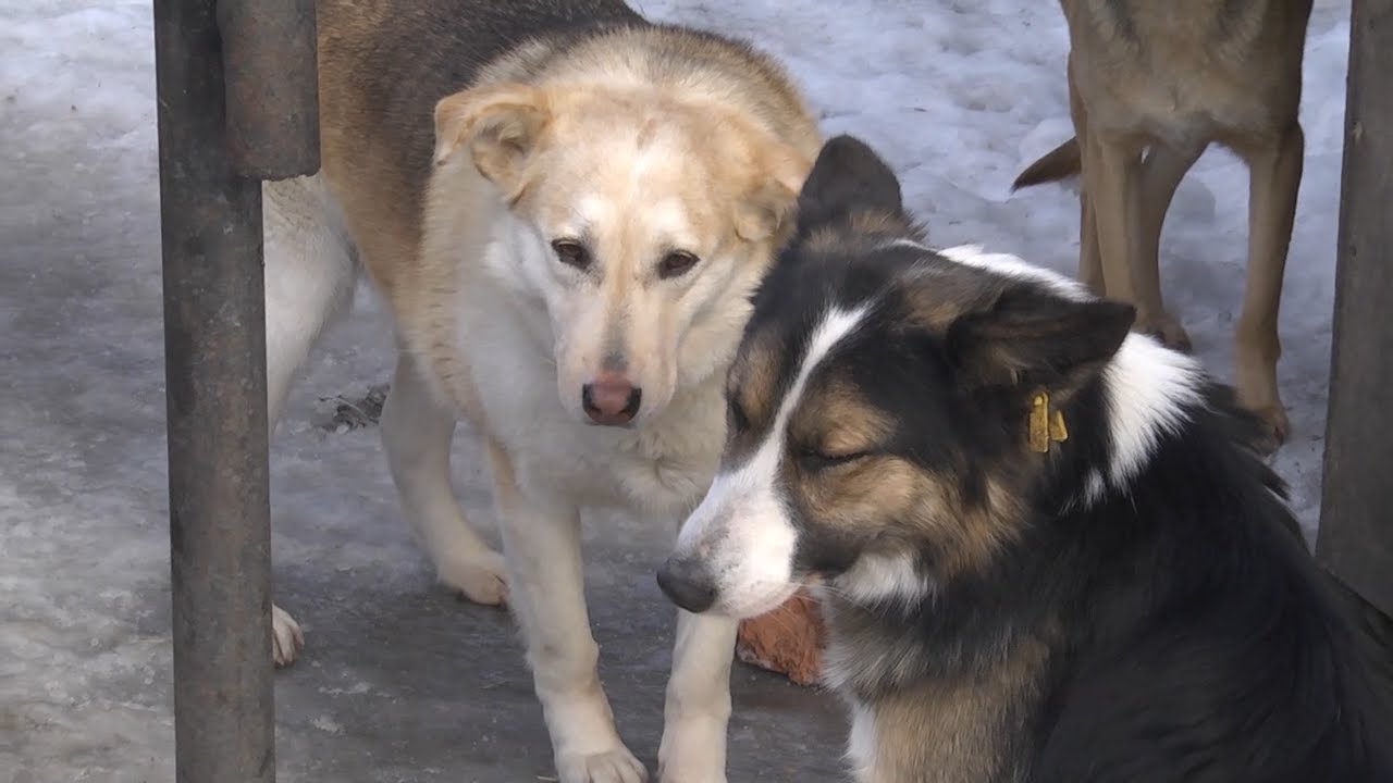 Не по зубам. Проблема с бродячими собаками в Ульяновске становится острее, агрессивнее и кусачее