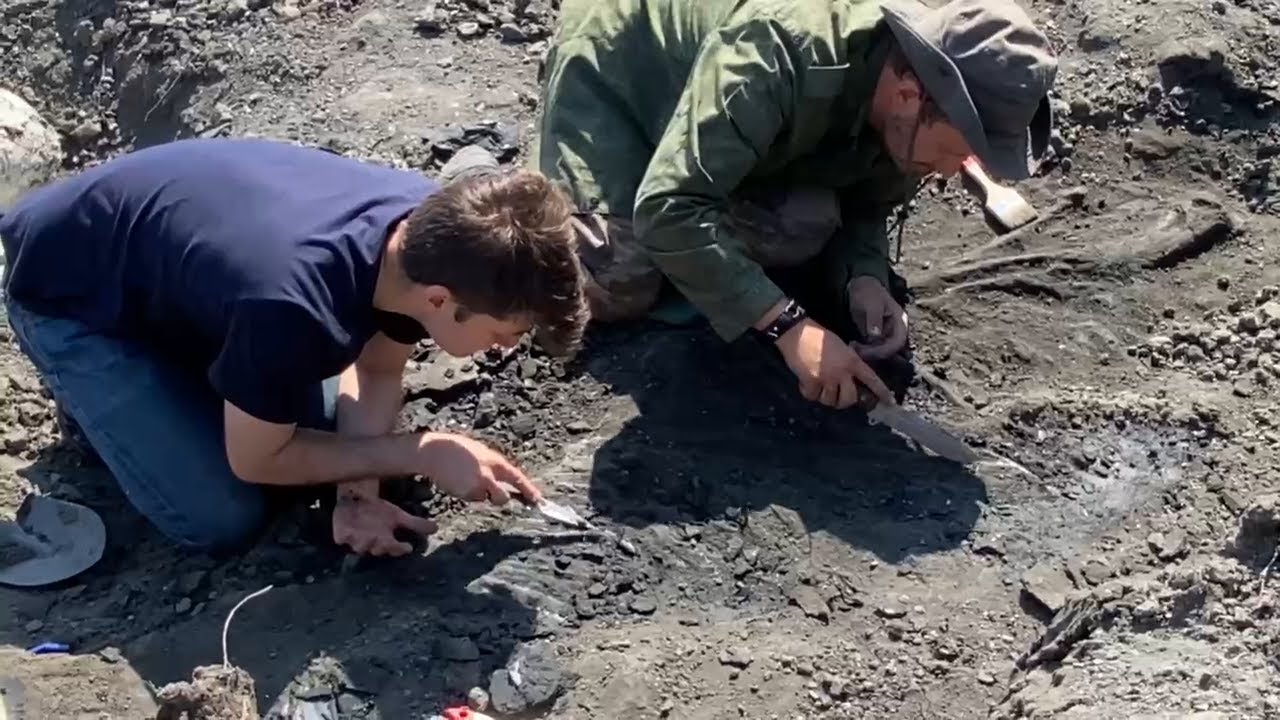 В геопарке Ундория палеонтологи обнаружили ещё два скелета ихтиозавров