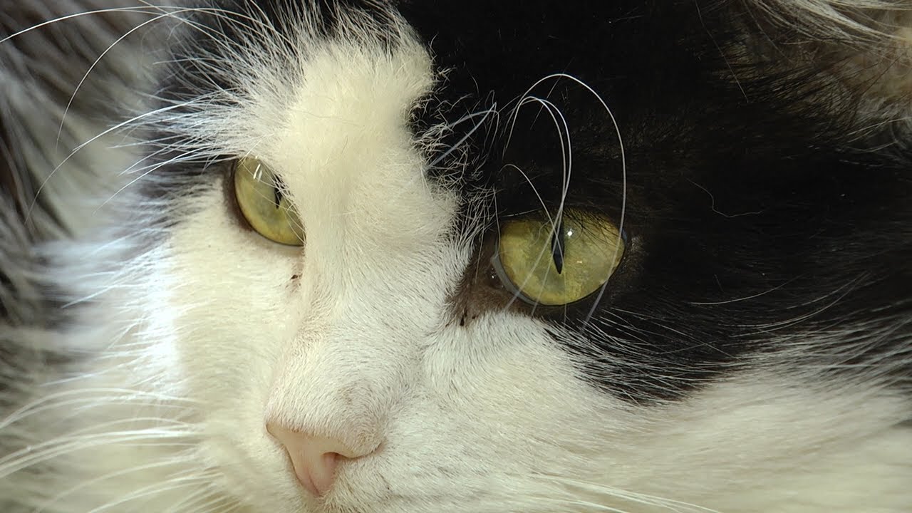 Живодерство на заводе