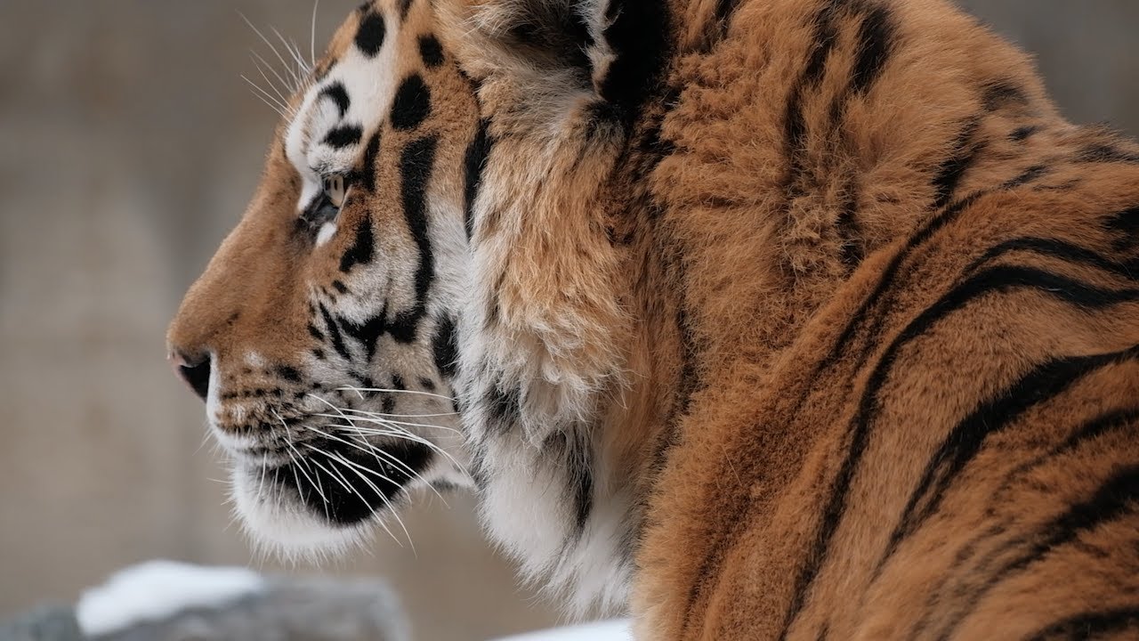 Тише, тигры на подходе. Грядущий 2022-й — год голубого водяного тигра. Найдется ли он в Ульяновске?