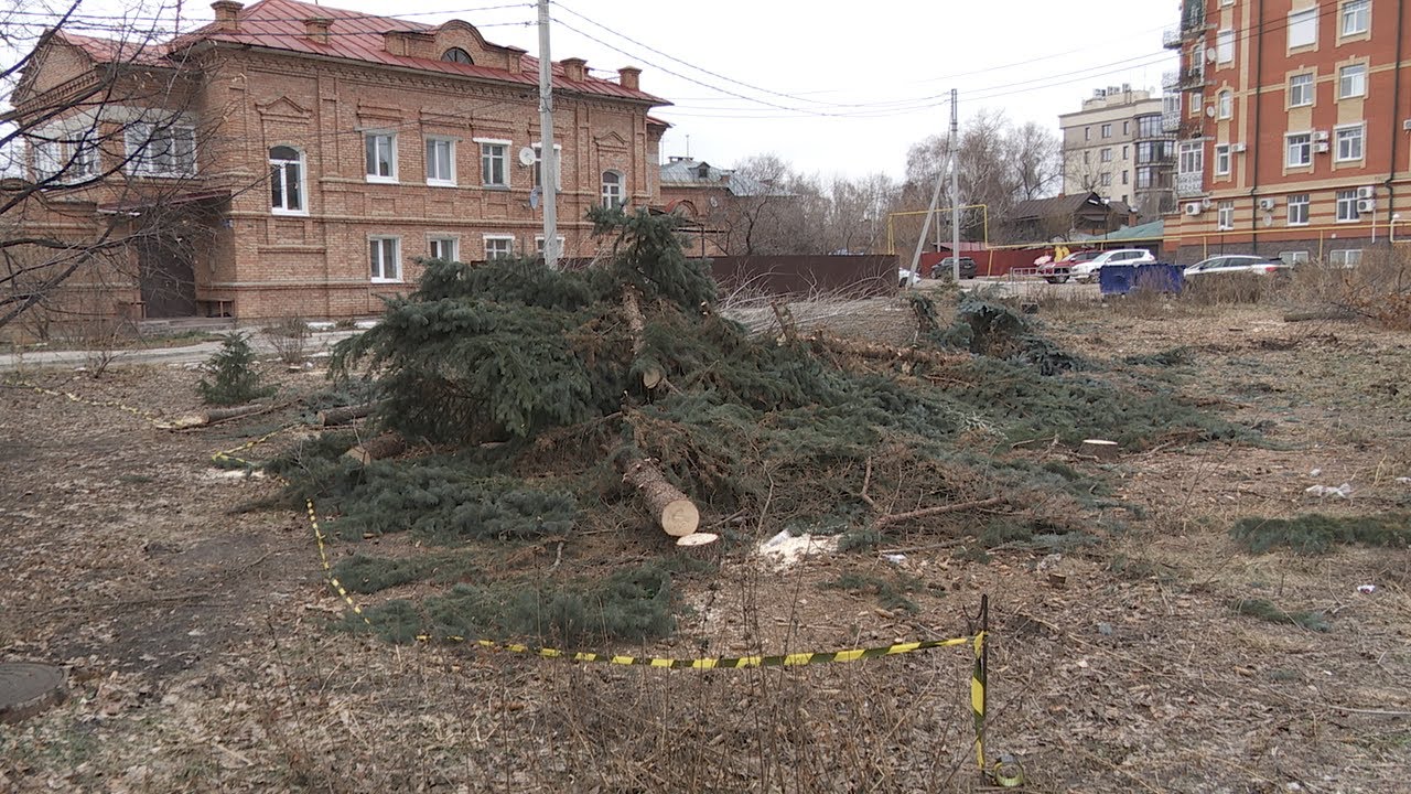 Моя земля — мои правила? В центре Ульяновска спилили деревья.  Полиция выясняет: насколько ценны были ёлки