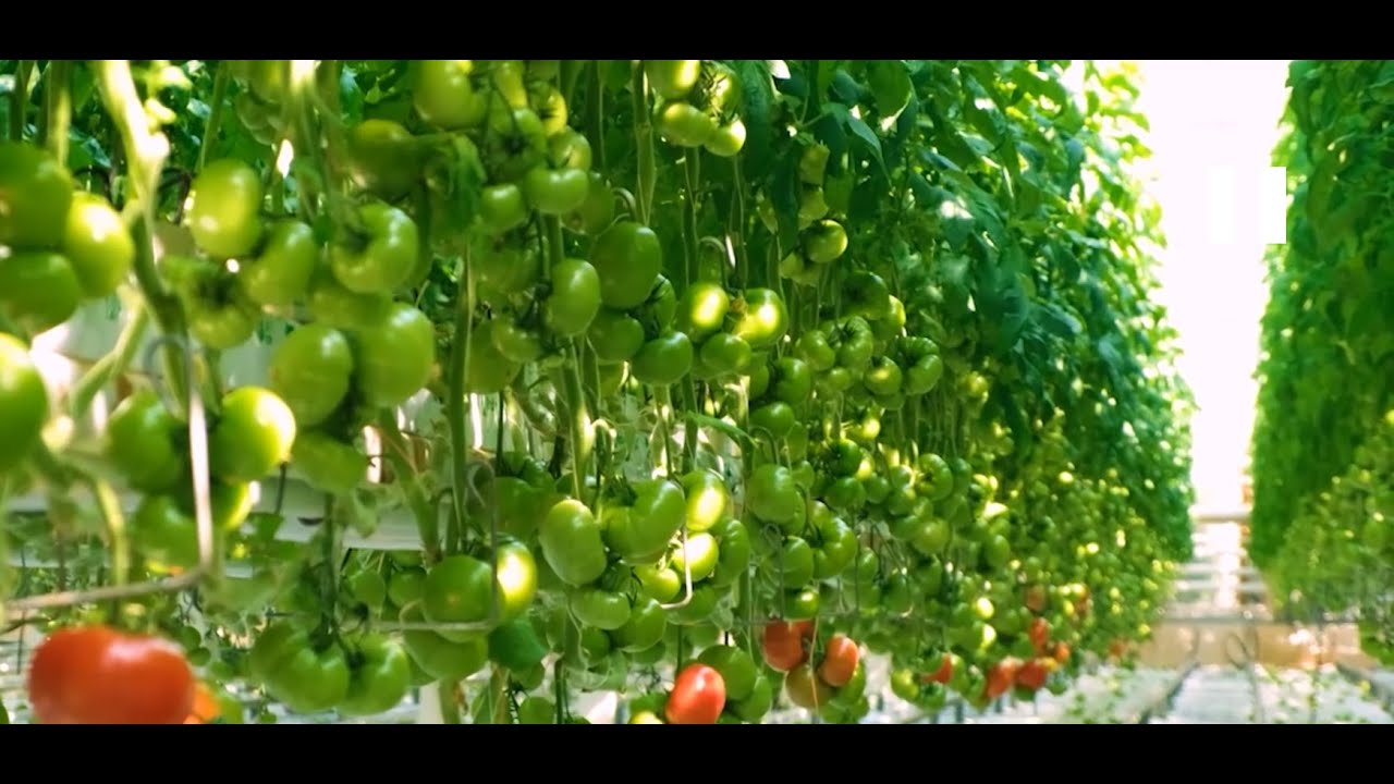 Юбилей отмечает один из крупнейших производителей овощей в ПФО — «Тепличное»