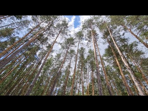 Вырубка во спасение. В Ульяновской области снесены сотни гектаров леса