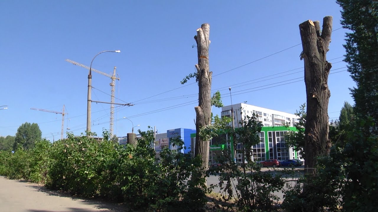 Грачи улетели… из-под топора. Администрация Ульяновска безжалостно избавилась от деревьев