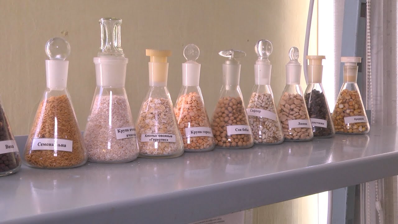 Хлеб без бед. Кто и как проверяет безопасность и качество урожая