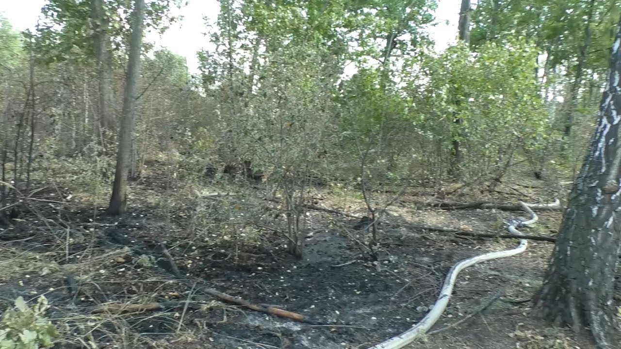 Горят деревья. Недалеко от Димитровграда загорелся лес