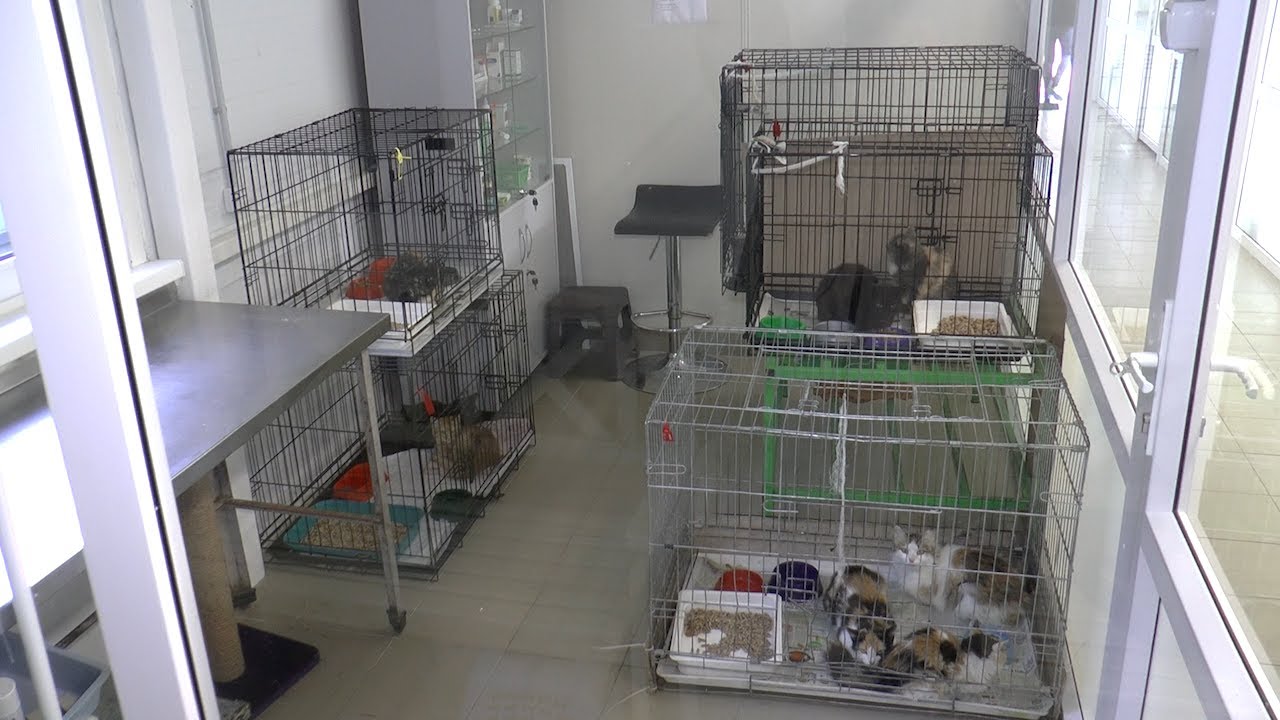 Стерилизация кошек. Ульяновский ветеринар проводит операции на деньги президентского гранта